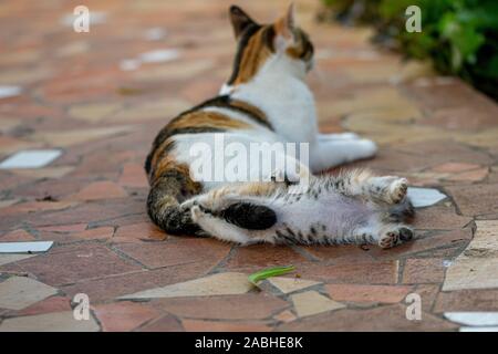 Il calicò tartaruga gattino alimentare ed essere curato da madre gatto Foto Stock