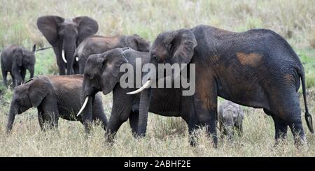 Un gruppo familiare di elefante africano (Loxodonta africana) di una varietà di età, coperto di fango bagnato da un recente sguazzare e polvere marrone. Tarangire compit