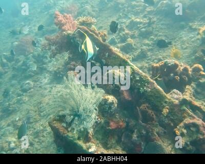 Un idolo moresco di alimentazione dei pesci sul relitto liberty di Bali Foto Stock