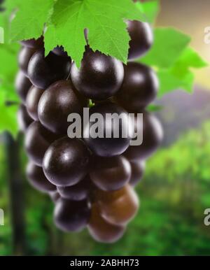Dark succosa grappolo di uva matura Foto Stock