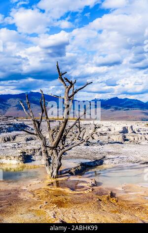 Gli alberi morti causate da minerali ricchi di acque e vapori vicino a Canary molla sulla terrazza principale da Mammoth molle nel Parco Nazionale di Yellowstone, WY, STATI UNITI D'AMERICA Foto Stock