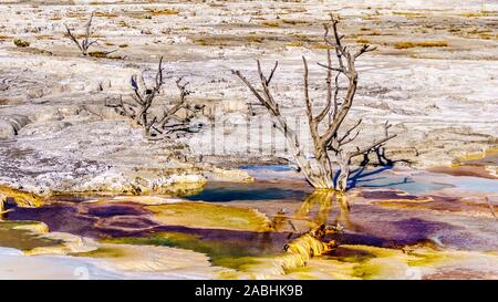 Gli alberi morti causate da minerali ricchi di acque e vapori vicino a Canary molla sulla terrazza principale da Mammoth molle nel Parco Nazionale di Yellowstone, WY, STATI UNITI D'AMERICA Foto Stock