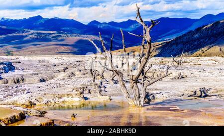 Gli alberi morti causate da minerali ricchi di acque e vapori vicino a Canary molla sulla terrazza principale da Mammoth molle nel Parco Nazionale di Yellowstone, WY, STATI UNITI D'AMERICA Foto Stock