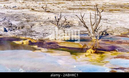 Gli alberi morti causate da minerali ricchi di acque e vapori vicino a Canary molla sulla terrazza principale da Mammoth molle nel Parco Nazionale di Yellowstone, WY, STATI UNITI D'AMERICA Foto Stock