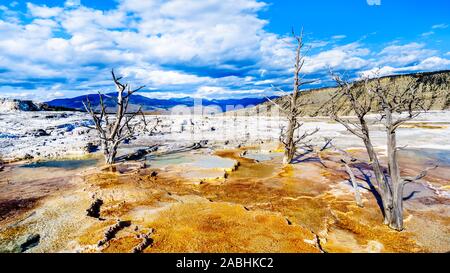 Gli alberi morti causate da minerali ricchi di acque e vapori vicino a Canary molla sulla terrazza principale da Mammoth molle nel Parco Nazionale di Yellowstone, WY, STATI UNITI D'AMERICA Foto Stock