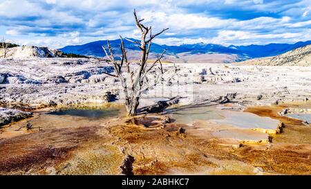 Gli alberi morti causate da minerali ricchi di acque e vapori vicino a Canary molla sulla terrazza principale da Mammoth molle nel Parco Nazionale di Yellowstone, WY, STATI UNITI D'AMERICA Foto Stock