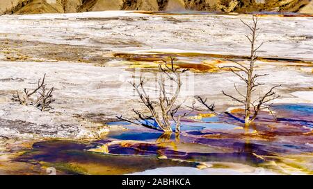 Gli alberi morti causate da minerali ricchi di acque e vapori vicino a Canary molla sulla terrazza principale da Mammoth molle nel Parco Nazionale di Yellowstone, WY, STATI UNITI D'AMERICA Foto Stock