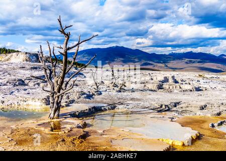 Gli alberi morti causate da minerali ricchi di acque e vapori vicino a Canary molla sulla terrazza principale da Mammoth molle nel Parco Nazionale di Yellowstone, WY, STATI UNITI D'AMERICA Foto Stock