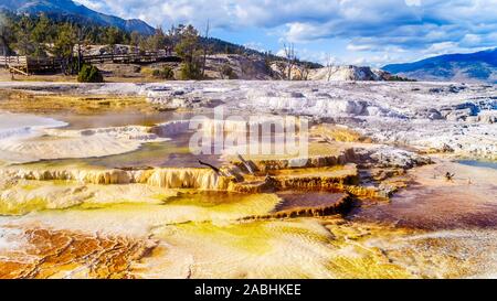 Gli alberi morti causate da minerali ricchi di acque e vapori vicino a Canary molla sulla terrazza principale da Mammoth molle nel Parco Nazionale di Yellowstone, WY, STATI UNITI D'AMERICA Foto Stock