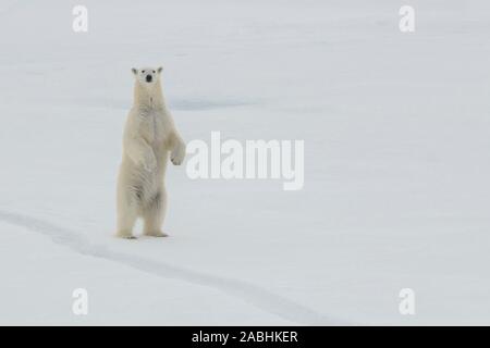 La Russia, alta artico. Orso polare a 84.53 gradi nord. Foto Stock