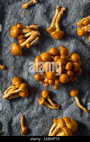 Materie organiche Nameko giapponese di funghi in un grappolo Foto Stock