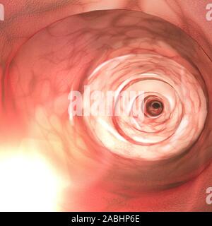 Vista interna delle pareti intestinali. La colonscopia è l'esame endoscopico dell'intestino crasso e la parte distale di piccolo intestino Foto Stock