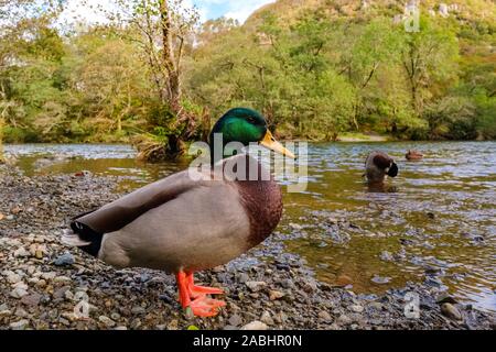 Il Germano Reale (drake) sul fiume Derwent, Lake District Foto Stock