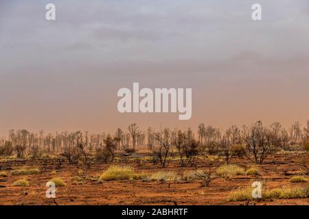 Tempesta di sabbia in Australia outback dopo bushfires nell'area Foto Stock