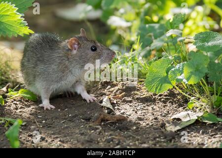 Ratto marrone in piedi tra le verdi foglie sotto pezzata luce solare Foto Stock