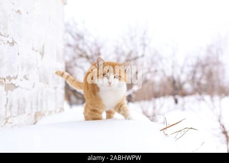 Il grasso gatto rosso passeggiate nella neve. Foto Stock