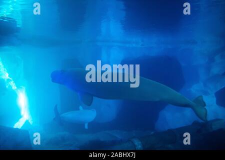 Orlando, Florida . Novembre 22, 2019. Il Beluga in Wild Artic al Seaworld Foto Stock