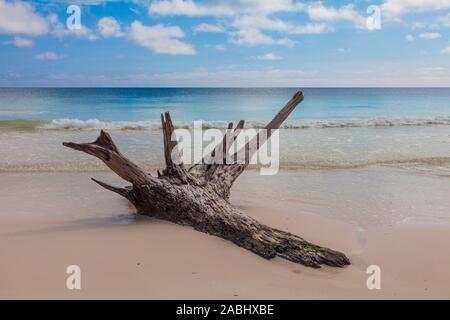 Driftwood su un idilliaco tratto di spiaggia lungo la Riviera Maya vicino a Tulum Messico Foto Stock