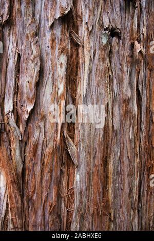 Gigantesco albero di sequoia Texture di sfondo, Foto Stock