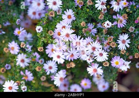 Messa a fuoco selettiva, crisantemo selvatico nel giardino di close-up. Giardino lilla aster vista superiore dello sfondo. Foto Stock