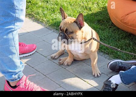 Bulldog francese siede su pavimentazioni in appoggio sulle sue zampe anteriori. Il cane è marrone con una macchia bianca sul petto. Foto Stock