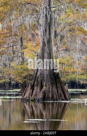 Cipresso calvo (Taxodium distichum) con muschio Spagnolo (Tillandsia usneoides) in autunno, Atchafalaya Basin, Louisiana, Stati Uniti d'America Foto Stock