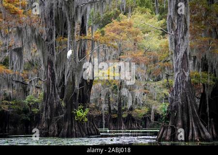 Il cipresso calvo (Taxodium distichum) con muschio Spagnolo (Tillandsia usneoides) in autunno, Airone bianco maggiore (Ardea alba) sulla struttura ad albero, Atchafalaya Basin Foto Stock