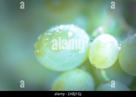 Grappolo di uva sulla vite insunshine. viticoltori uva sulla vite. vino verde. Concetto di raccolto. Ingredienti per la produzione di vino. Home vinificazione. Agri Foto Stock