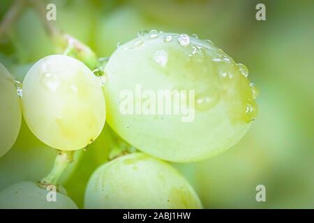 Grappolo di uva sulla vite insunshine. viticoltori uva sulla vite. vino verde. Concetto di raccolto. Ingredienti per la produzione di vino. Home vinificazione. Agri Foto Stock