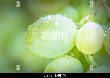 Grappolo di uva sulla vite insunshine. viticoltori uva sulla vite. vino verde. Concetto di raccolto. Ingredienti per la produzione di vino. Home vinificazione. Agri Foto Stock