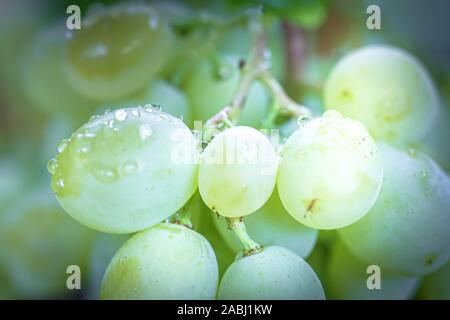 Grappolo di uva sulla vite insunshine. viticoltori uva sulla vite. vino verde. Concetto di raccolto. Ingredienti per la produzione di vino. Home vinificazione. Agri Foto Stock