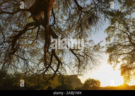 Mesquite tree con i raggi del sole al tramonto sul sito o di el ejido Gavilan. ranch del terreno di campagna sulla Sonora via fiume. (© Foto: LuisGutierrez / NortePhoto.com) © arbol mequite con los rayos de luz del sol al atardecer en el predio o el ejido Gavilan. rancho, terreno campestre en la ruta del rio Sonora Foto Stock