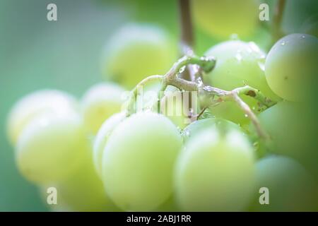 Grappolo di uva sulla vite insunshine. viticoltori uva sulla vite. vino verde. Concetto di raccolto. Ingredienti per la produzione di vino. Home vinificazione. Agri Foto Stock