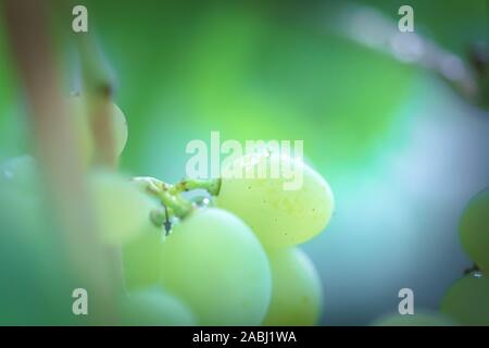 Grappolo di uva sulla vite insunshine. viticoltori uva sulla vite. vino verde. Concetto di raccolto. Ingredienti per la produzione di vino. Home vinificazione. Agri Foto Stock