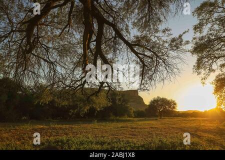 Mesquite tree con i raggi del sole al tramonto sul sito o di el ejido Gavilan. ranch del terreno di campagna sulla Sonora via fiume. (© Foto: LuisGutierrez / NortePhoto.com) © arbol mequite con los rayos de luz del sol al atardecer en el predio o el ejido Gavilan. rancho, terreno campestre en la ruta del rio Sonora Foto Stock