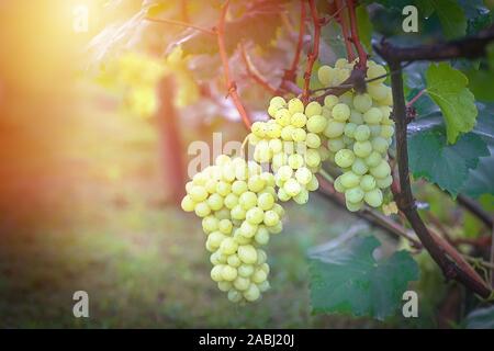 Grappolo di uva sulla vite insunshine. viticoltori uva sulla vite. vino verde. Concetto di raccolto. Ingredienti per la produzione di vino. Home vinificazione. Agri Foto Stock