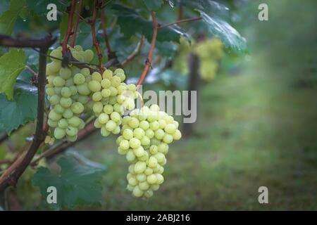 Grappolo di uva sulla vite insunshine. viticoltori uva sulla vite. vino verde. Concetto di raccolto. Ingredienti per la produzione di vino. Home vinificazione. Agri Foto Stock