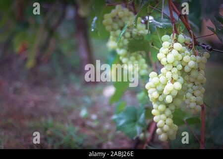 Grappolo di uva sulla vite insunshine. viticoltori uva sulla vite. vino verde. Concetto di raccolto. Ingredienti per la produzione di vino. Home vinificazione. Agri Foto Stock