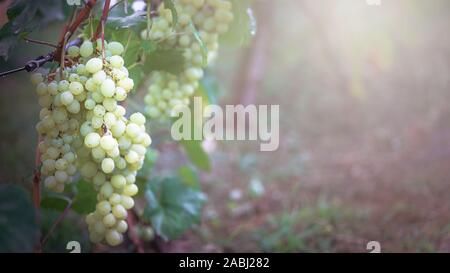 Grappolo di uva sulla vite insunshine. viticoltori uva sulla vite. vino verde. Concetto di raccolto. Ingredienti per la produzione di vino. Home vinificazione. Agri Foto Stock