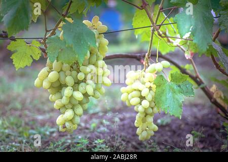 Grappolo di uva sulla vite insunshine. viticoltori uva sulla vite. vino verde. Concetto di raccolto. Ingredienti per la produzione di vino. Home vinificazione. Agri Foto Stock