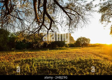 Mesquite tree con i raggi del sole al tramonto sul sito o di el ejido Gavilan. ranch del terreno di campagna sulla Sonora via fiume. (© Foto: LuisGutierrez / NortePhoto.com) © arbol mequite con los rayos de luz del sol al atardecer en el predio o el ejido Gavilan. rancho, terreno campestre en la ruta del rio Sonora Foto Stock