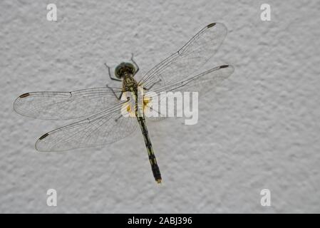 Questa immagine unica mostra una bella libellula seduta sul muro. Si può vedere il corpo e le ali molto bene Foto Stock