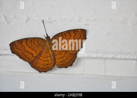 Questa immagine unica mostra una bella farfalla marrone seduta sul muro. Si può vedere il tuo corpo e le ali molto bene Foto Stock