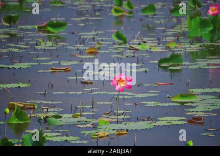 Questa immagine unica mostra un laghetto di giglio con un sacco di fiori in fiore sull'acqua Foto Stock