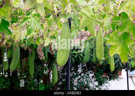 Schwammkürbis, Luffa-Gurke (Luffa aegyptiaca, Syn. La Luffa cylindrica), Kyrenia / Girne, Türkische Republik Nordzypern Schwammkürbis, Luffa-Gurke (Luffa aegyptiaca, Syn. La Luffa cylindrica), Kyrenia / Girne, Türkische Republik Nordzypern