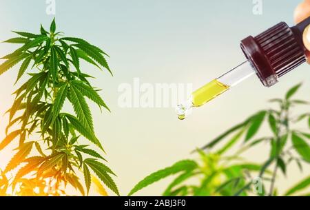 Piante di marijuana e contagocce con la cannabis CBD olio contro sky Foto Stock