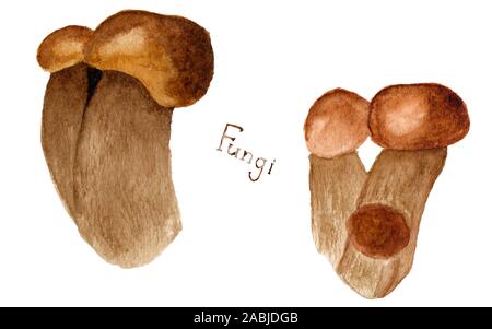 Serie di acquerelli di funghi porcini isolati su sfondo bianco. Disegnata a mano illustrazione di prodotti commestibili fungo porcino. Estate, Autunno foresta la mietitura Foto Stock