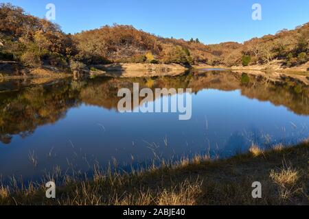 Tranquillo laghetto riflessione, foresta bruciato, colori autunnali, giornata soleggiata, alla natura e all'esterno. Foothill Parco Regionale in Windsor, Sonoma County, California. Foto Stock