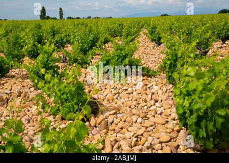 Vigneti in Chateauneuf du Pape regione nella Vaucluse area della Francia Foto Stock