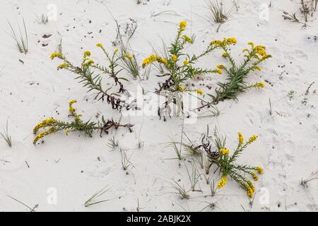 Mare oro nella sands su Assateague Island National Seashore isola barriera, Maryland, Stati Uniti d'America. Foto Stock